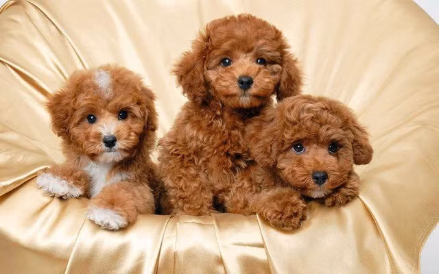 Sang chảnh dịch vụ gửi thú cưng đi "khách sạn" ngày Tết