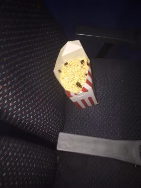 Bức ảnh sau Shaun chụp được hẳn 7 con gián