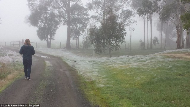 Lạ lùng triệu con nhện giăng tơ phủ trắng xóa công viên ảnh 2 Lạ lùng triệu con nhện giăng tơ phủ trắng xóa công viên ảnh 2