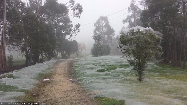 Lạ lùng triệu con nhện giăng tơ phủ trắng xóa công viên ảnh 3 Lạ lùng triệu con nhện giăng tơ phủ trắng xóa công viên ảnh 3
