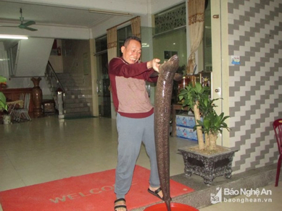 Bí ẩn miền Tây xứ Nghệ: Loài cá nặng hàng yến, dài cả mét Bí ẩn miền Tây xứ Nghệ: Loài cá nặng hàng yến, dài cả mét