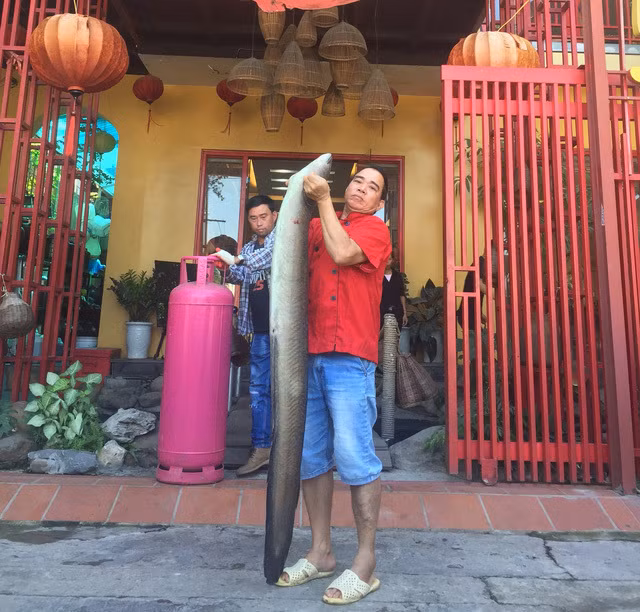 Bí ẩn miền Tây xứ Nghệ: Loài cá nặng hàng yến, dài cả mét