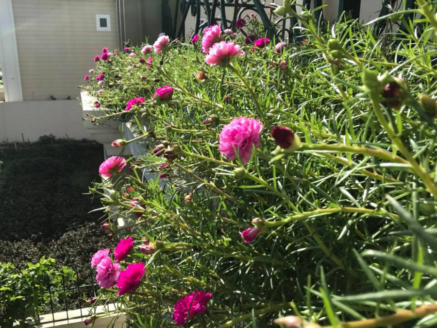 ban cong phu kin hoa hong dep nhu trong mo cua ba me o hai duong hinh anh 11