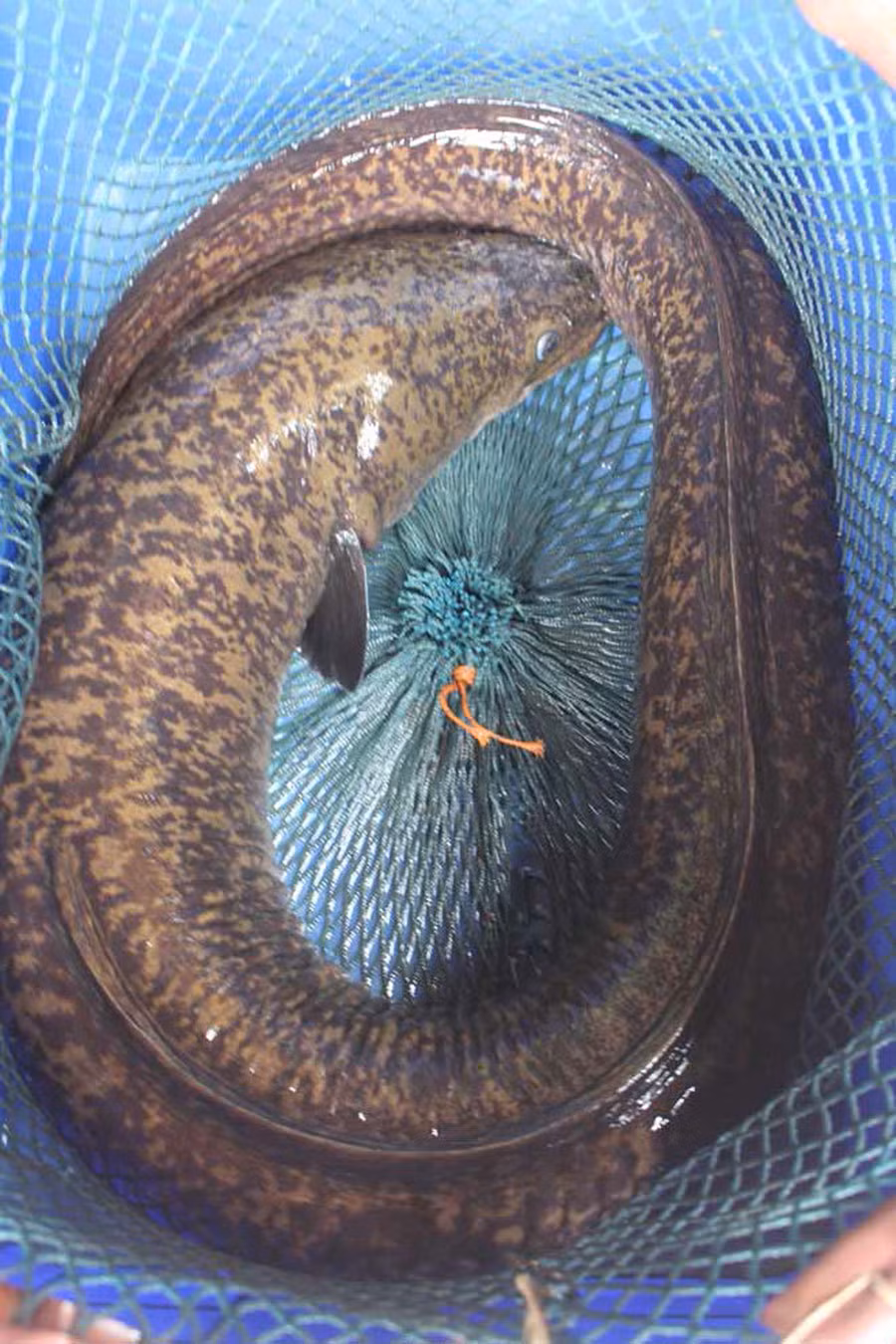 Bí ẩn miền Tây xứ Nghệ: Loài cá nặng hàng yến, dài cả mét