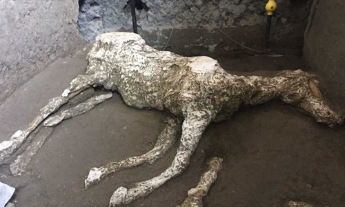 Phát hiện xác ngựa gần 2.000 năm vùi dưới tro núi lửa ảnh 1 Xác ngựa . Ảnh: Pompeii Archaeological Park.