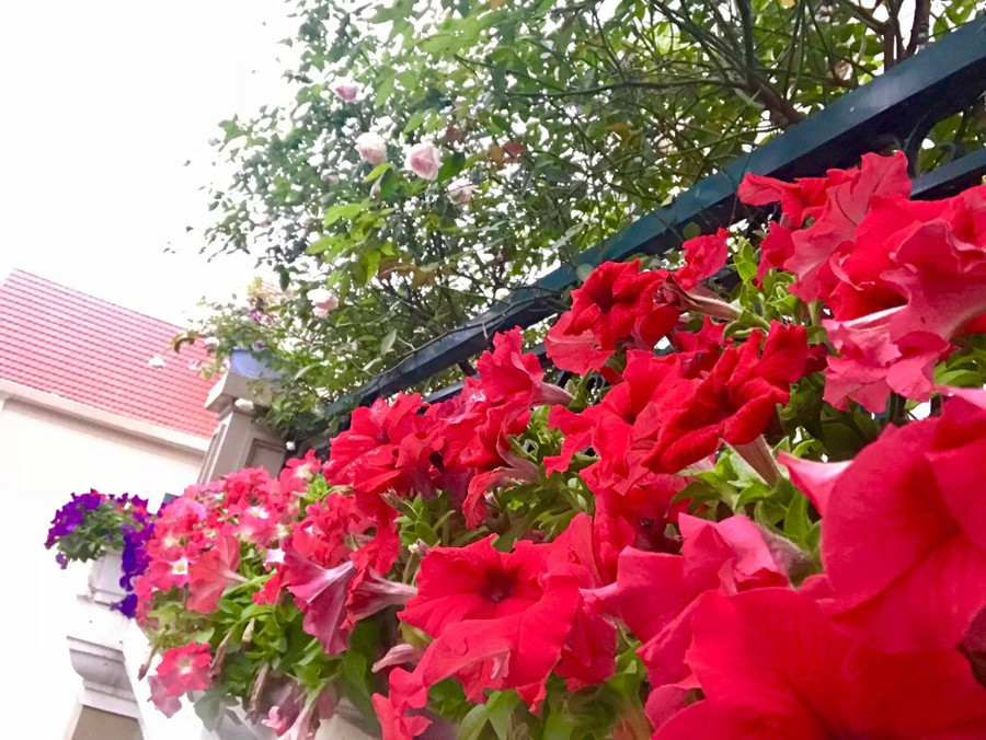 ban cong phu kin hoa hong dep nhu trong mo cua ba me o hai duong hinh anh 10