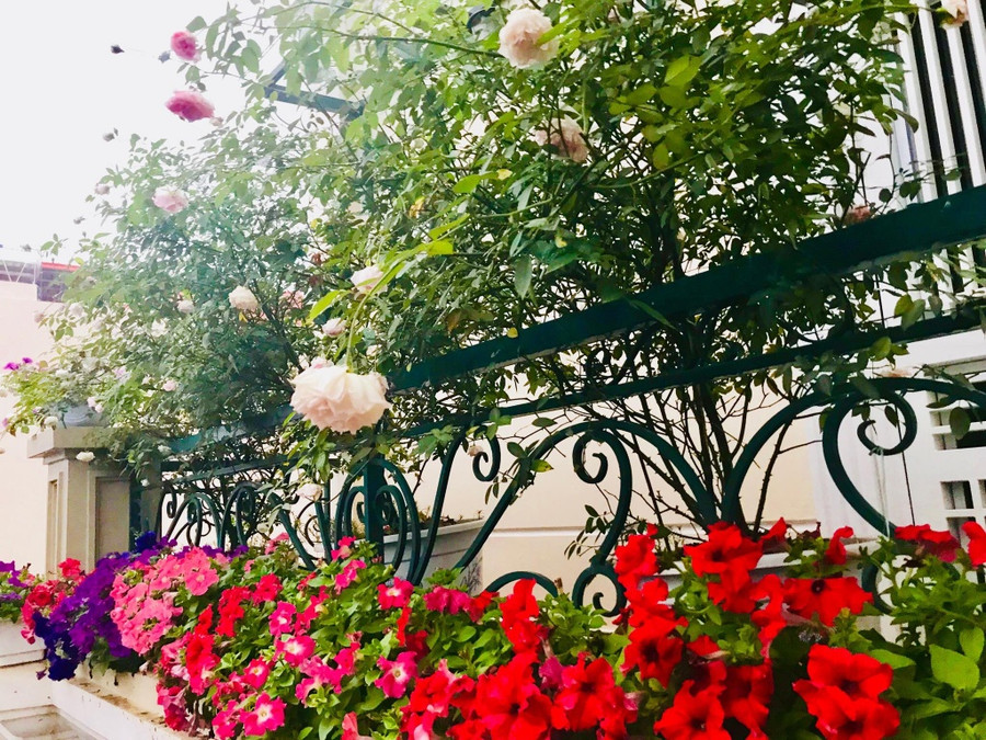 ban cong phu kin hoa hong dep nhu trong mo cua ba me o hai duong hinh anh 9