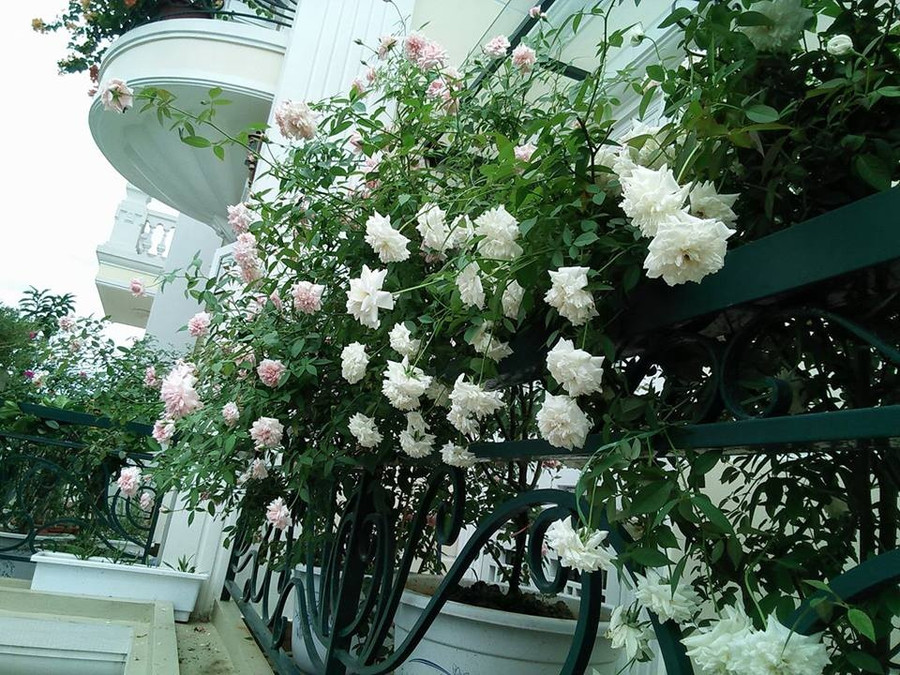 ban cong phu kin hoa hong dep nhu trong mo cua ba me o hai duong hinh anh 7