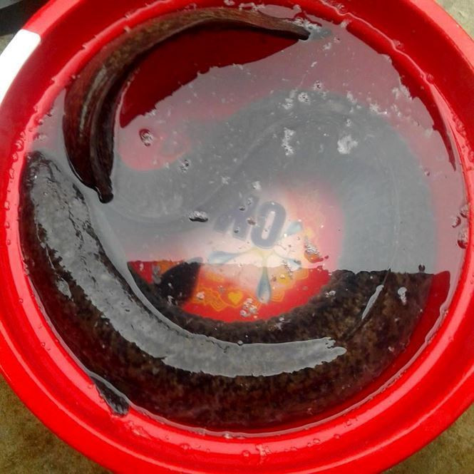 Bí ẩn miền Tây xứ Nghệ: Loài cá nặng hàng yến, dài cả mét Bí ẩn miền Tây xứ Nghệ: Loài cá nặng hàng yến, dài cả mét