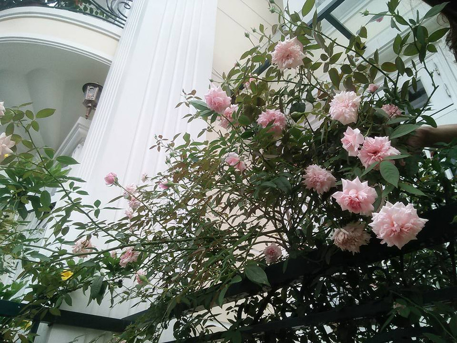 ban cong phu kin hoa hong dep nhu trong mo cua ba me o hai duong hinh anh 4