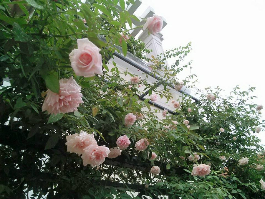 ban cong phu kin hoa hong dep nhu trong mo cua ba me o hai duong hinh anh 2