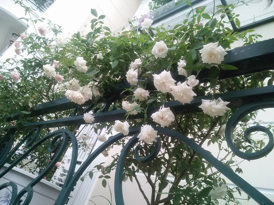 ban cong phu kin hoa hong dep nhu trong mo cua ba me o hai duong hinh anh 8