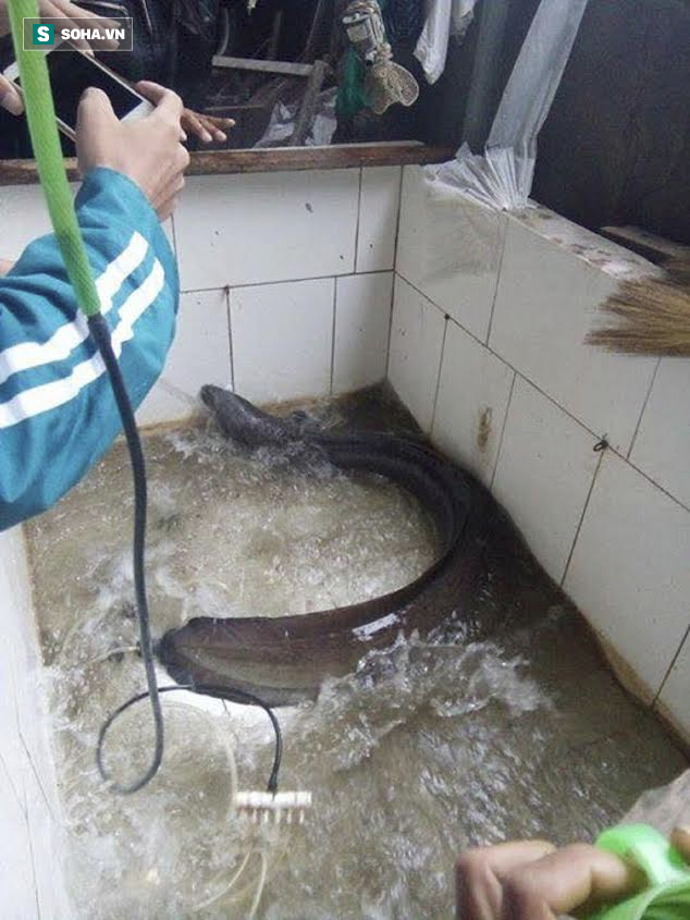 Bí ẩn miền Tây xứ Nghệ: Loài cá nặng hàng yến, dài cả mét Bí ẩn miền Tây xứ Nghệ: Loài cá nặng hàng yến, dài cả mét