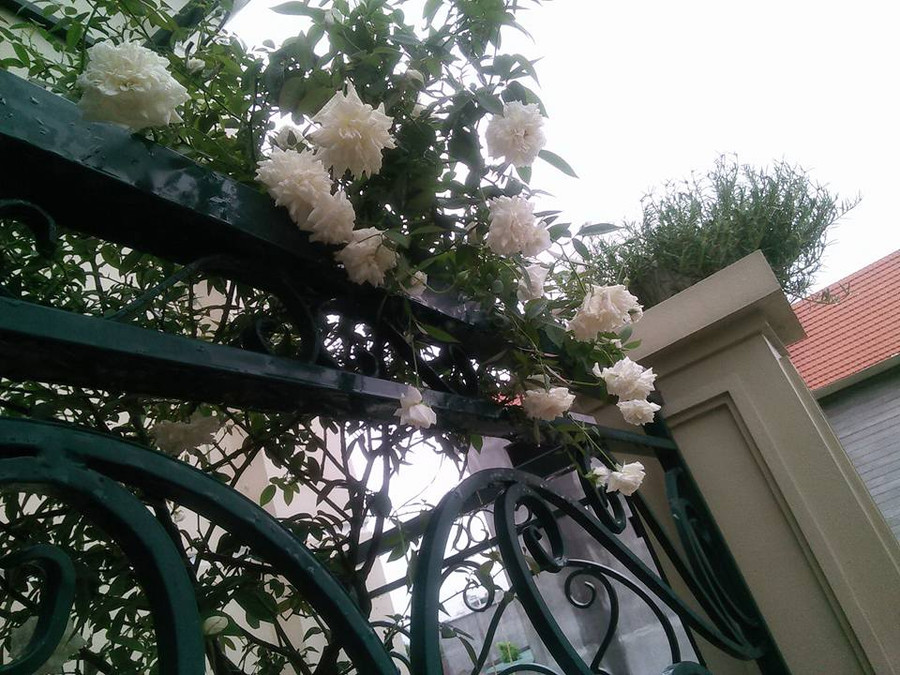 ban cong phu kin hoa hong dep nhu trong mo cua ba me o hai duong hinh anh 6