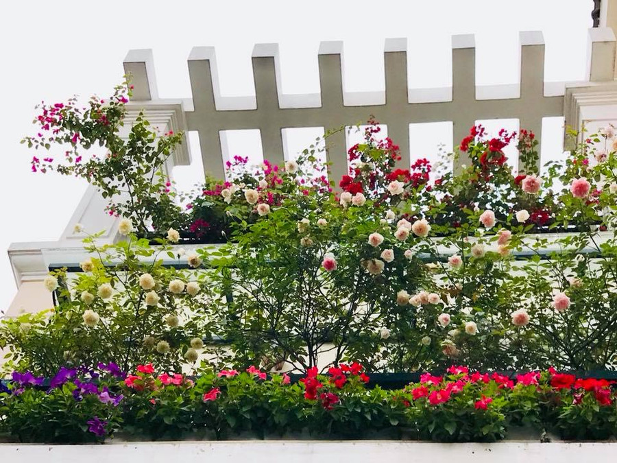 ban cong phu kin hoa hong dep nhu trong mo cua ba me o hai duong hinh anh 1