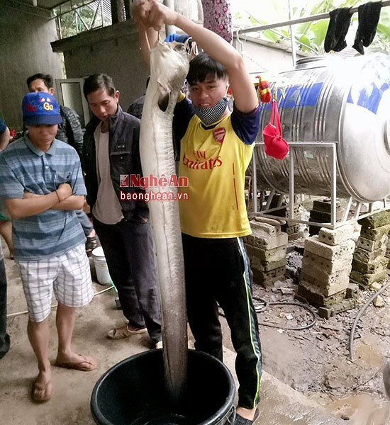 Bí ẩn miền Tây xứ Nghệ: Loài cá nặng hàng yến, dài cả mét Bí ẩn miền Tây xứ Nghệ: Loài cá nặng hàng yến, dài cả mét