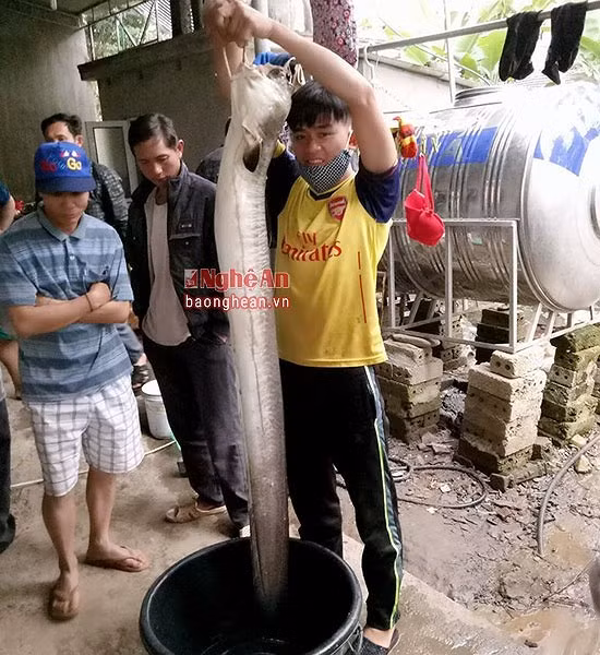 Bí ẩn miền Tây xứ Nghệ: Loài cá nặng hàng yến, dài cả mét