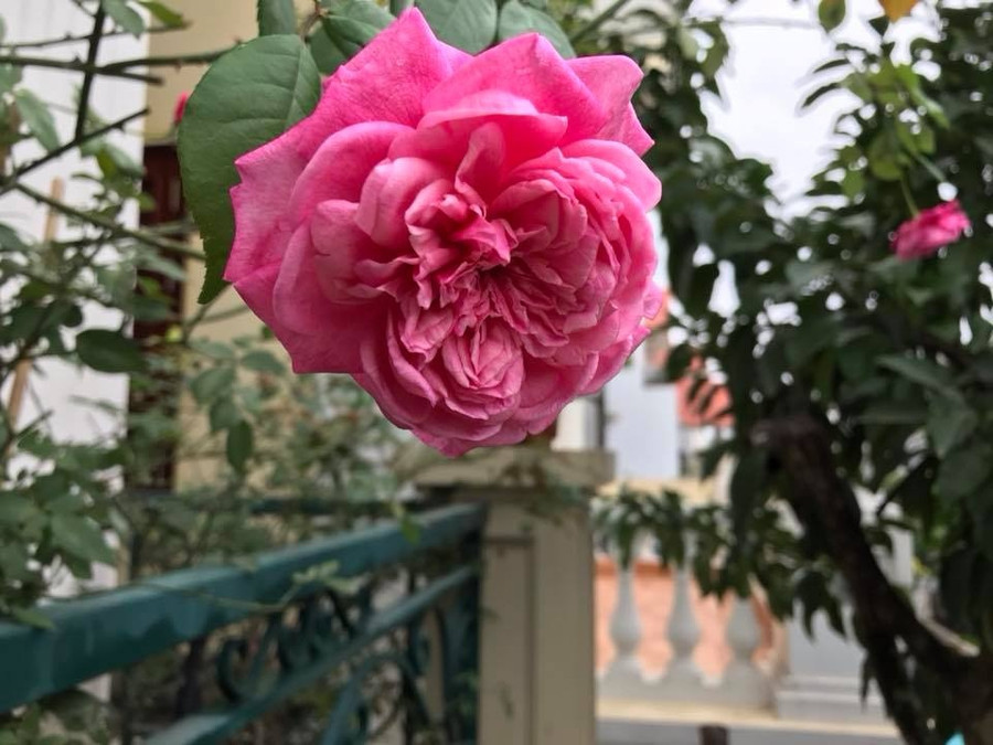 ban cong phu kin hoa hong dep nhu trong mo cua ba me o hai duong hinh anh 3