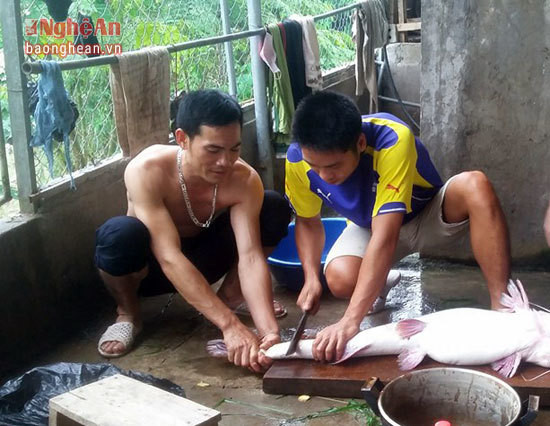 Bí ẩn miền Tây xứ Nghệ: Loài cá nặng hàng yến, dài cả mét Bí ẩn miền Tây xứ Nghệ: Loài cá nặng hàng yến, dài cả mét