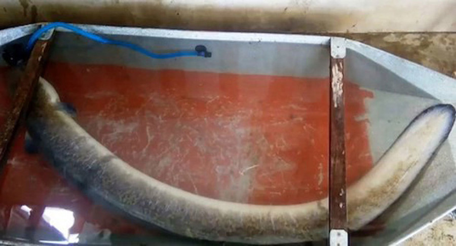 Bí ẩn miền Tây xứ Nghệ: Loài cá nặng hàng yến, dài cả mét Bí ẩn miền Tây xứ Nghệ: Loài cá nặng hàng yến, dài cả mét