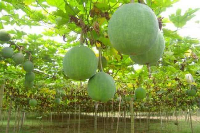 Đang làm ăn phát đạt, triệu phú dắt vợ con về quê trồng dưa gang và cái kết ai cũng bất ngờ ảnh 1 trieu phu bo viec, dat vo con ve que trong dua gang va cai ket - 1