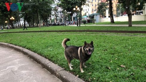 kinh hai cho khong ro mom chay rong trong cong vien thong nhat hinh 18