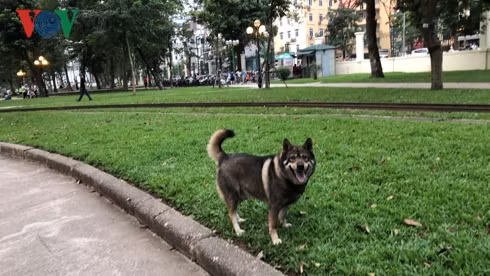 kinh hai cho khong ro mom chay rong trong cong vien thong nhat hinh 18