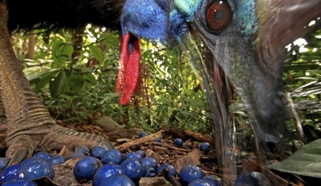 Con chim không biết bay dữ nhất thế giới giết chết chủ