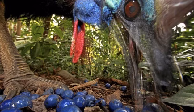 Con chim không biết bay dữ nhất thế giới giết chết chủ