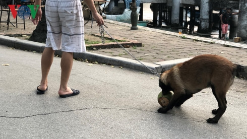 kinh hai cho khong ro mom chay rong trong cong vien thong nhat hinh 4