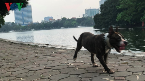 kinh hai cho khong ro mom chay rong trong cong vien thong nhat hinh 12