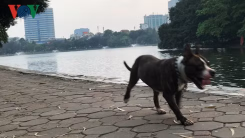 kinh hai cho khong ro mom chay rong trong cong vien thong nhat hinh 12