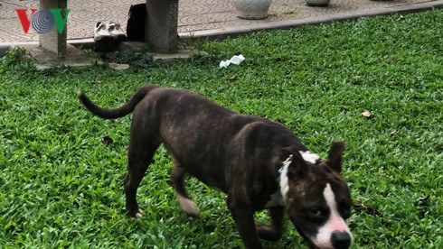 kinh hai cho khong ro mom chay rong trong cong vien thong nhat hinh 11