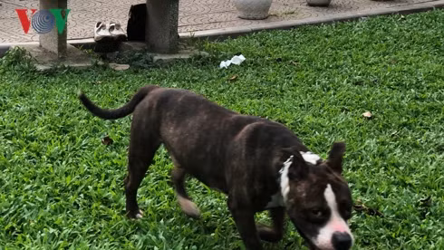 kinh hai cho khong ro mom chay rong trong cong vien thong nhat hinh 11