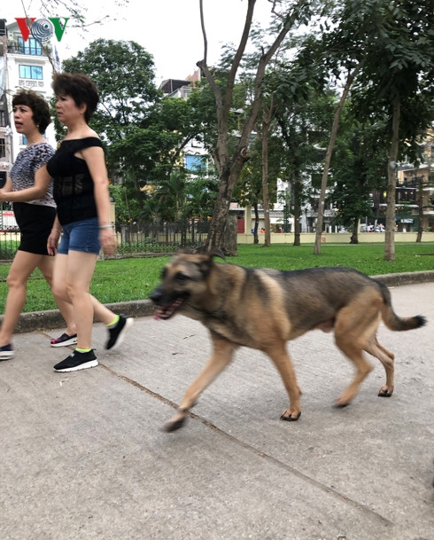 kinh hai cho khong ro mom chay rong trong cong vien thong nhat hinh 14