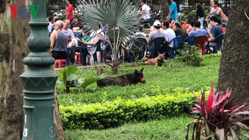 kinh hai cho khong ro mom chay rong trong cong vien thong nhat hinh 6