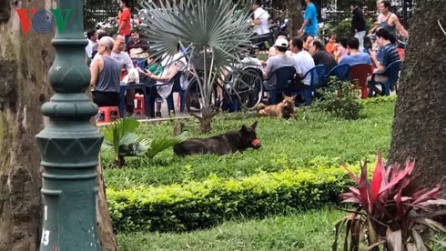 kinh hai cho khong ro mom chay rong trong cong vien thong nhat hinh 6