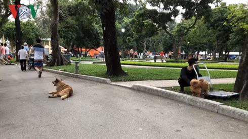 kinh hai cho khong ro mom chay rong trong cong vien thong nhat hinh 5