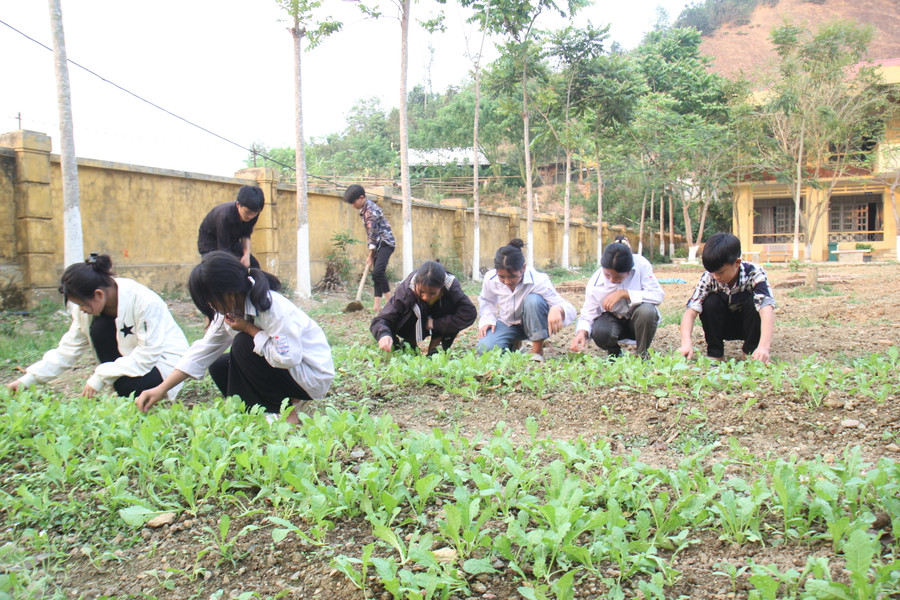 Học sinh trồng và chăm sóc vườn rau để cải thiện bữa ăn bán trú. Học sinh trồng và chăm sóc vườn rau để cải thiện bữa ăn bán trú.