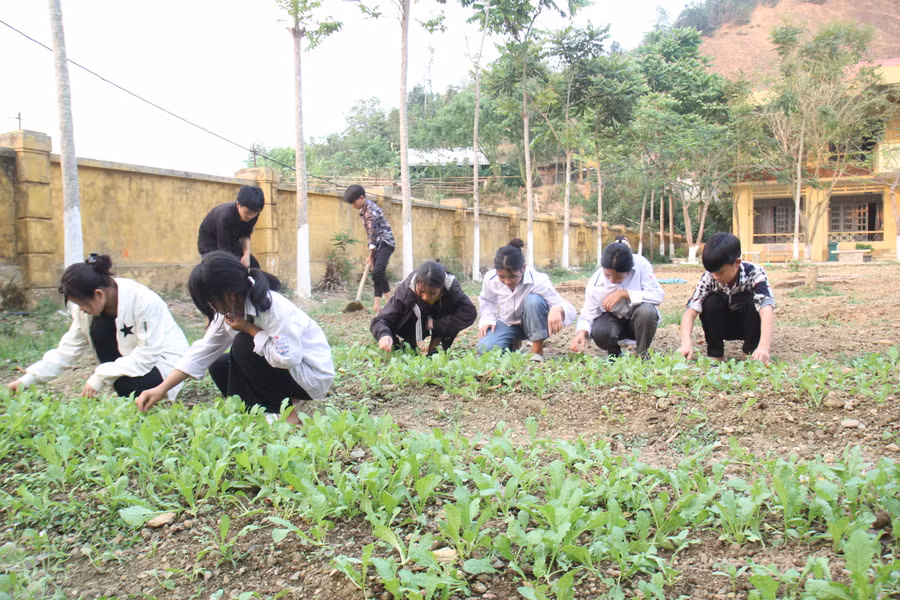 Học sinh trồng và chăm sóc vườn rau để cải thiện bữa ăn bán trú.