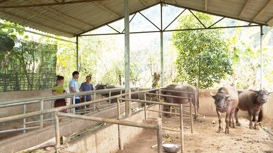 Người dân chủ động chuyển đổi cơ cấu cây trồng, vật nuôi để phát triển kinh tế.
