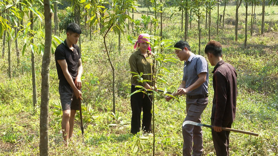 Người dân được hỗ trợ cây giống và kỹ thuật chăm sóc khi chuyển đổi cơ cấu cây trồng. Người dân được hỗ trợ cây giống và kỹ thuật chăm sóc khi chuyển đổi cơ cấu cây trồng.