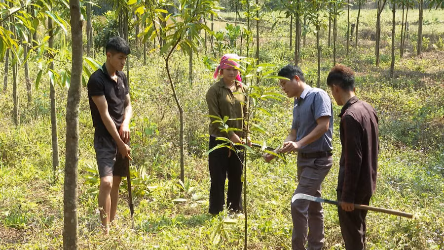 Người dân được hỗ trợ cây giống và kỹ thuật chăm sóc khi chuyển đổi cơ cấu cây trồng.