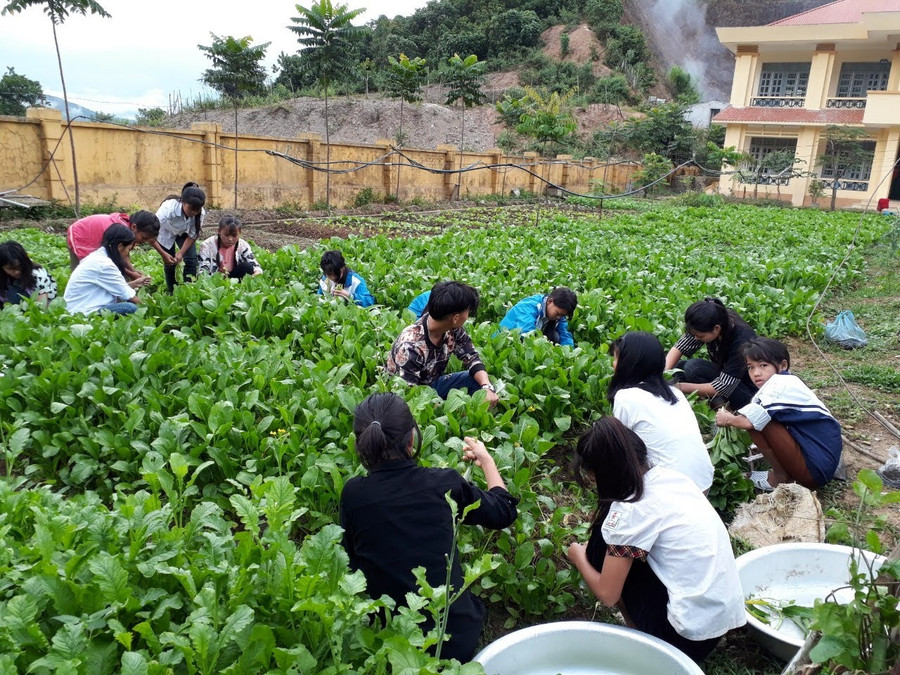 Học sinh bán trú tăng gia trồng rau để bổ sung thêm thực phẩm. Học sinh bán trú tăng gia trồng rau để bổ sung thêm thực phẩm.