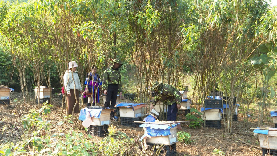 Tham gia dự án nuôi ong mật có 20 thành viên là đoàn viên thanh niên người Mông.