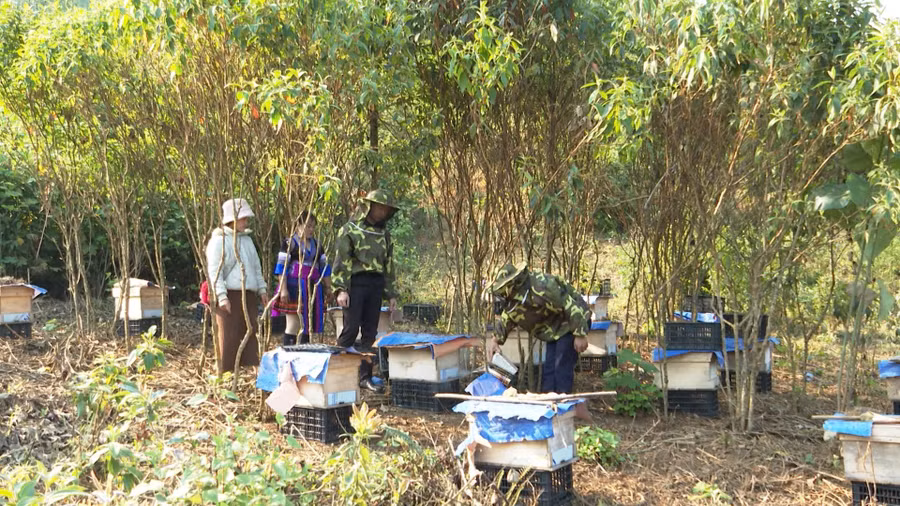 Tham gia dự án nuôi ong mật có 20 thành viên là đoàn viên thanh niên người Mông.