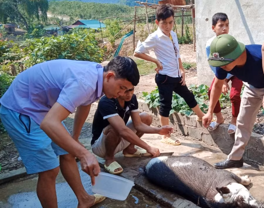 Sản phẩm chăn nuôi được nhà trường bổ sung cho bữa ăn bán trú của học sinh.