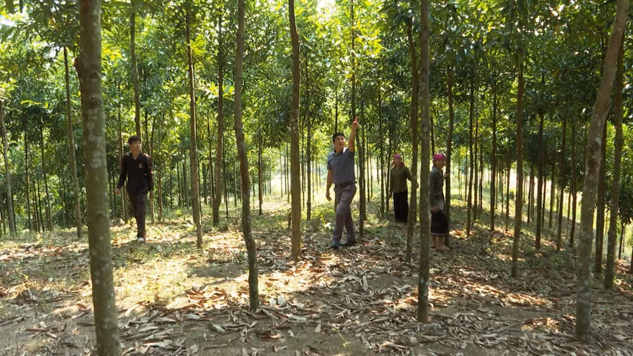 Diện tích trồng quế của anh Tao Văn Hung sinh trưởng và phát triển tốt.