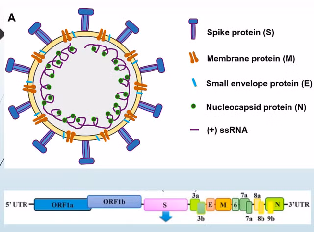 Nhóm nghiên cứu Việt đầu tiên chế tạo thành công bộ test nhanh virus corona