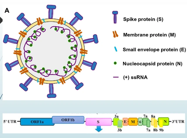 Nhóm nghiên cứu Việt đầu tiên chế tạo thành công bộ test nhanh virus corona